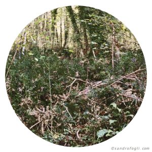 2016 Planet - 2