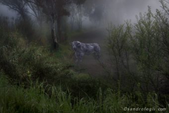 Fantastikparks 2015, taurus