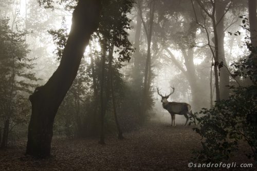 Fantastikworld 2016, romapark deer